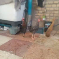 2 عدد مرغ
