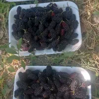 توت قرمز