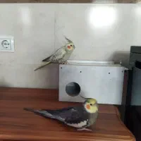 عروس هلندی گمشده