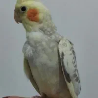 عروس هلندی نر و ماده