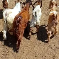 بزغاله بز میش