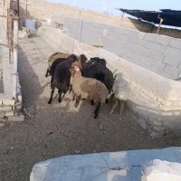15راس بره افشاری سبک