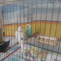 مرغ عشق
