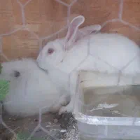 دوتا خرگوش ۴ ماه سه تا یکی دوماه هست