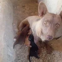 سگ پاکوتاه