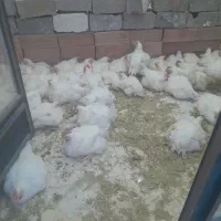 ۲۶۰گوشتی