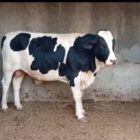 قصاب با شرایط ذبح اسلامی