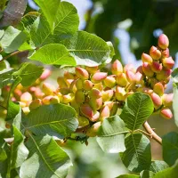نیازمند کارگر برای تمیزکردن باغ پسته