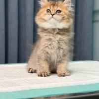 گربه مخمل خان گلد