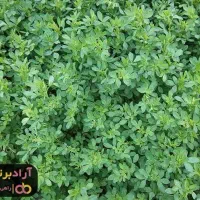 دره شهر یونجه فوری