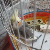 عروس هلندی