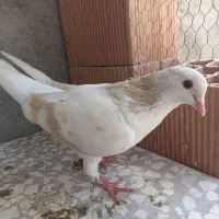 کبوتر