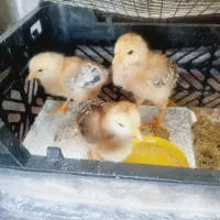 مرغ و خروس و دوتک و جوجه
