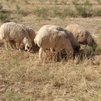 5راس بره سرایان