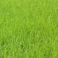 سمپاشی مزرعه برنج و باغات. حیاط محوطه