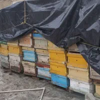 صندوق و طبق زنبور عسل