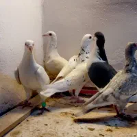کبوتر