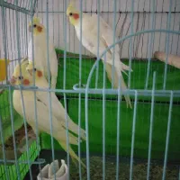 معاوظه عروس هلندی