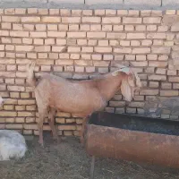 یک راس نری و یک راس کره نر سانا