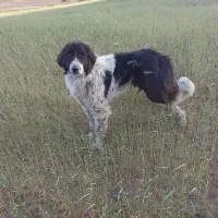 سگ نگهبان