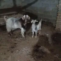 بز درشت شیرده
