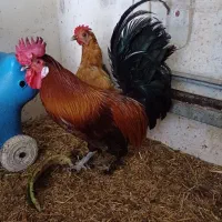 مرغ و خروس