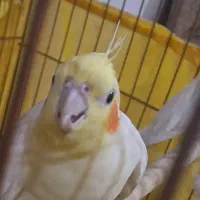 عروس هلندی از همه نوع