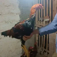 جوجه  لاری
