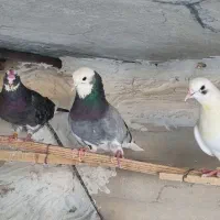 کبوتر ابلغ سبز