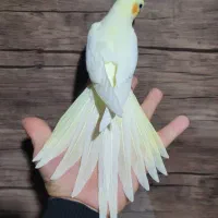 عروس هلندی دونه خور دستی