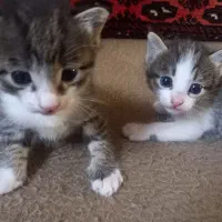 بچه گربه