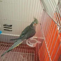 عروس هلندی