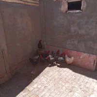 مرغ محلی سیاه تخمی
