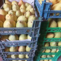 گلابی اسپادنا مستقیم از باغ