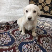 نژاد .پاور روباه.