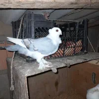 بلژیکی ماده