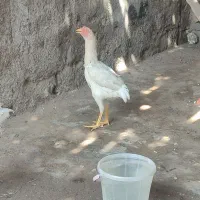 مرغ