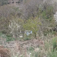 ۳۰۰متر باغ میوه