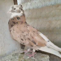 کبوتر