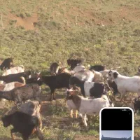 بزغاله نر چاق قربانی