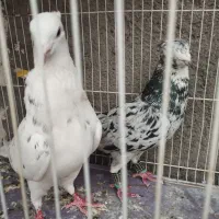 کبوتر یا کفتر