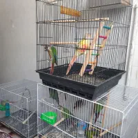 طوطی گرینچیک جفت مولدتعدادی گرینچیک بالغ آماده جفت