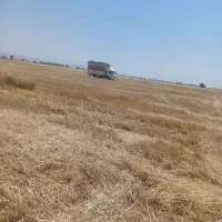 پرس کندم
