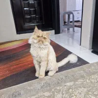 گربه پرشین