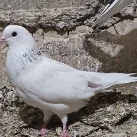 کبوتر|پرنده|ساوه, |دیوار