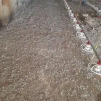 با سلام کود مرغ سالنی گوشتی
