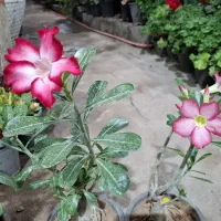 بنسای آدنیوم