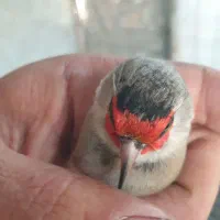 سهره دورگ کاشان کال و سیبیل زده