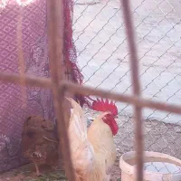 خروس محلی