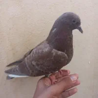کبوتر کاشانی نژاد دار معاوضه با مرغ عشق
